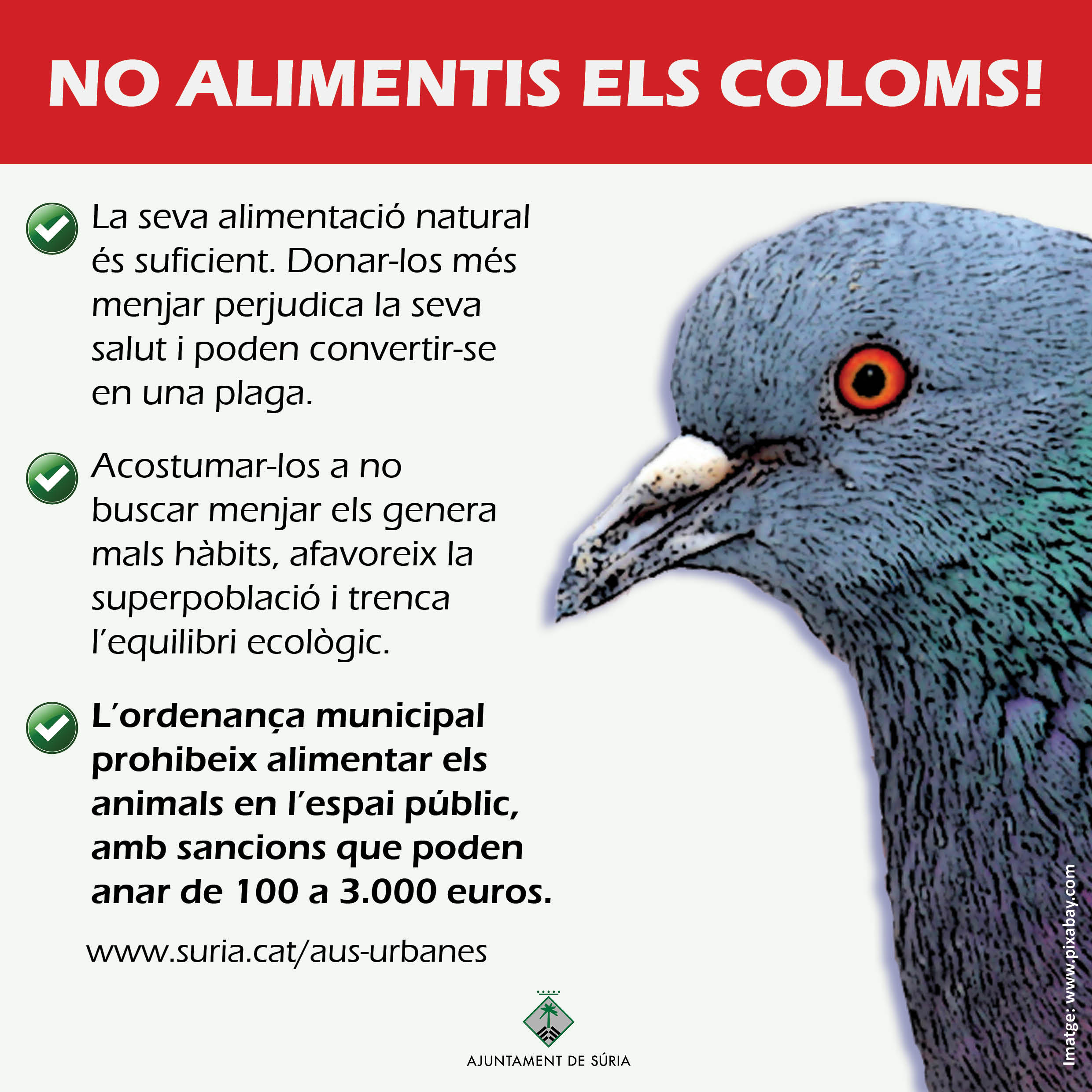 L'Ajuntament posa en marxa una campanya contra la pràctica de donar aliment als coloms i altres aus urbanes 