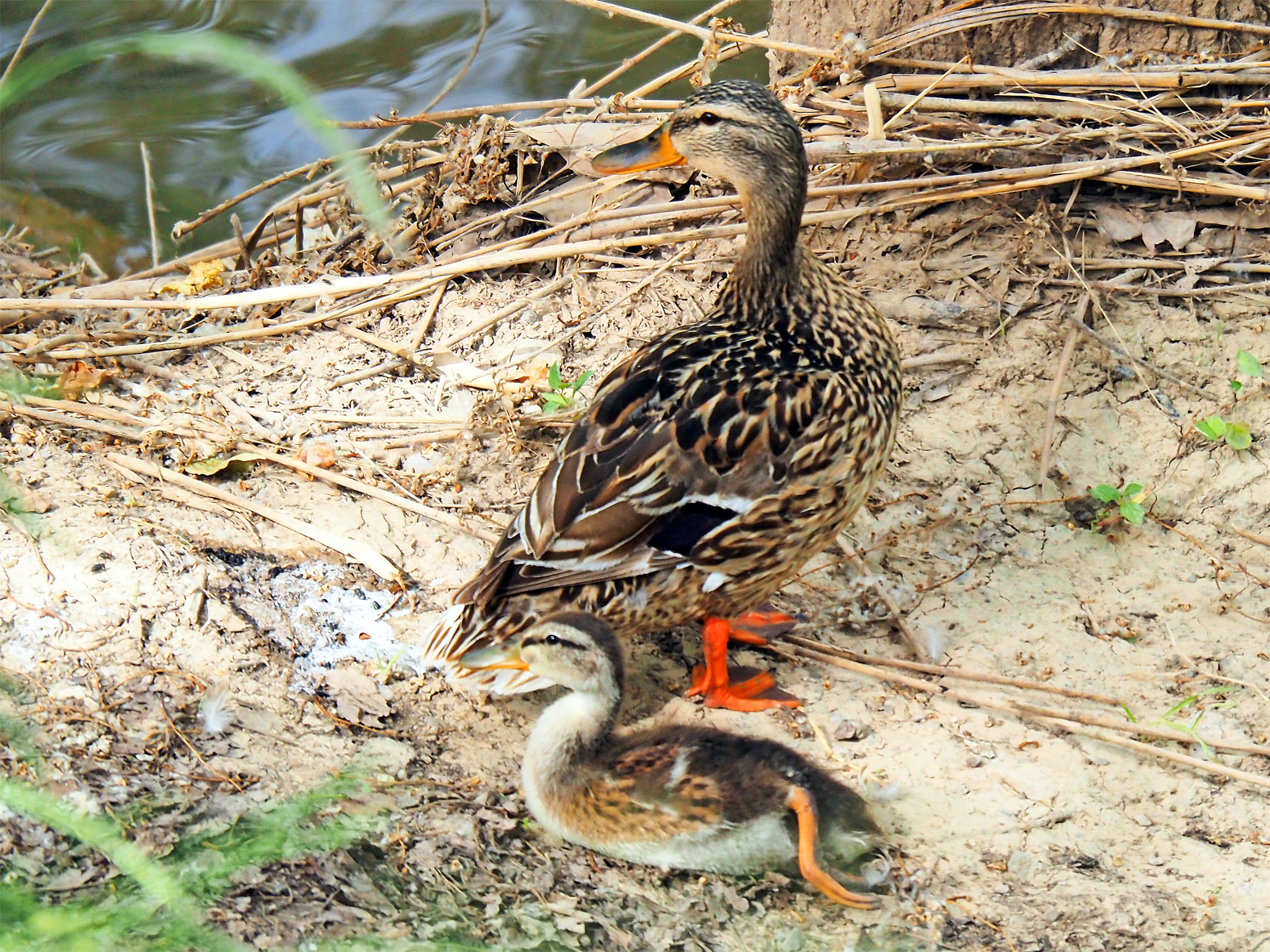 Ànecs collverds, durant el taller-sortida de descoberta de la natura a l'entorn del riu Cardener, dins de la Setmana de la Natura.