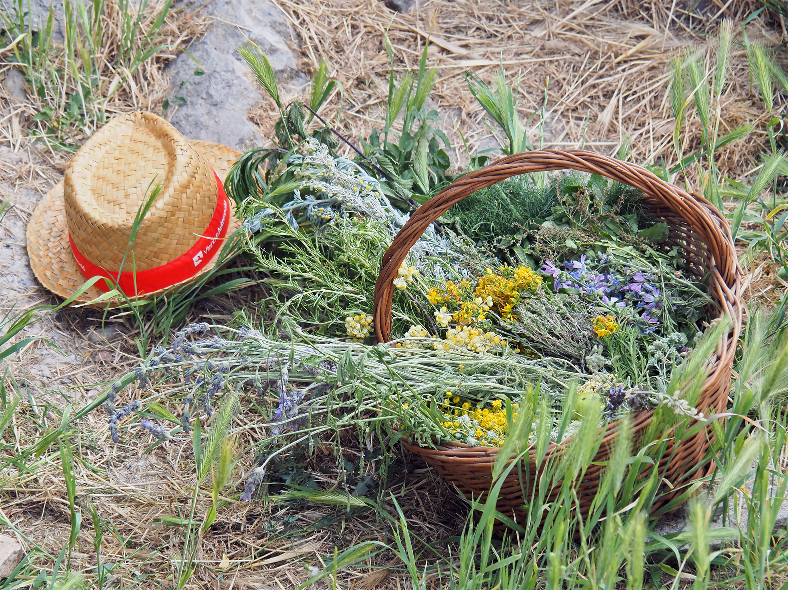 Cistell d'herbes del taller per a l'elaboració de ratafia, dins de la Setmana de la Natura.