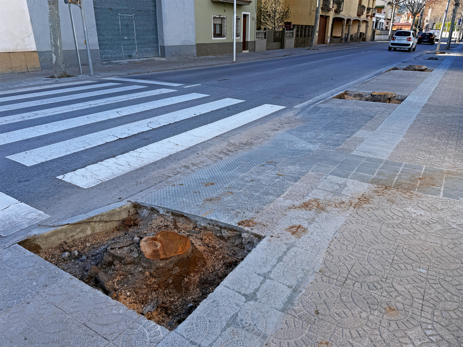 Cinc arbres de grans dimensions són tallats de forma preventiva al principal accés viari al centre urbà